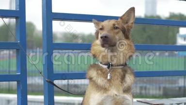 村子里的狗被拴在链子上。 绑着的狗坐在栅栏旁。 等待主人的狗